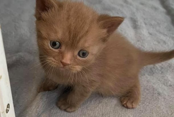 Beautiful Males and females British Short-hair registered pedigre