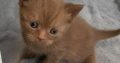 Beautiful Males and females British Short-hair registered pedigre