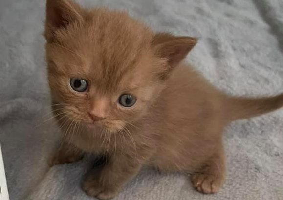 Beautiful Males and females British Short-hair registered pedigre
