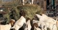 Bulk Goats and sheep for sale