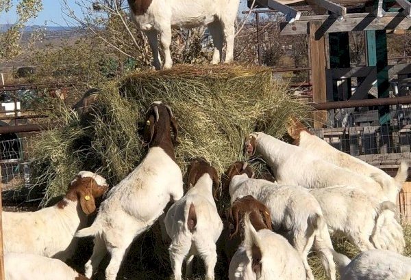 Bulk Goats and sheep for sale