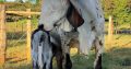 sheep and goat and cows available