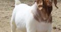 Bulk Goats and sheep for sale
