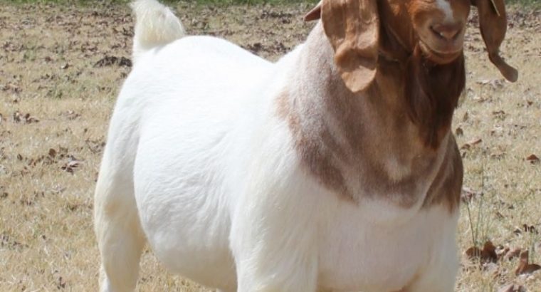 Bulk Goats and sheep for sale