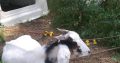 sheep and goat and cows available