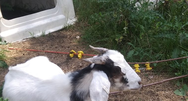 sheep and goat and cows available
