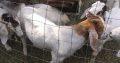 Boer goat and sheep available