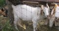 Nice goat and sheep and cows