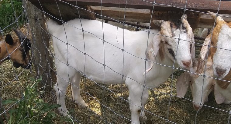 Nice goat and sheep and cows