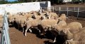 sheep and goat and cows available