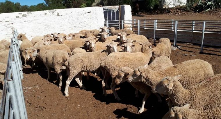 sheep and goat and cows available