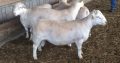 sheep and goat and cows available