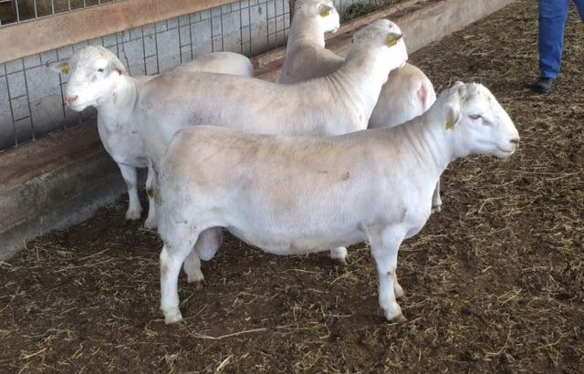 sheep and goat and cows available