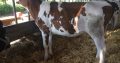 Boer goat and sheep available