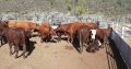 Boer goat and sheep available