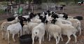 Bulk Goats and sheep for sale