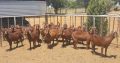 Bulk Goats and sheep for sale