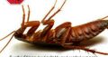 Extermination for cockroaches and other crwaling and flying insec