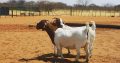 Boer and Kalahari Red Goats – Whatsapp +27652202658