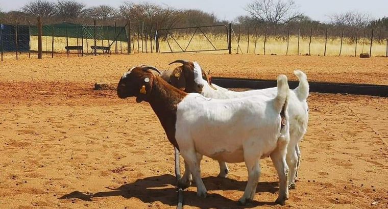 Boer and Kalahari Red Goats – Whatsapp +27652202658