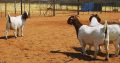 Boer and Kalahari Red Goats – Whatsapp +27652202658