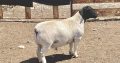 Merino sheep and Dorper sheep / +27613516738