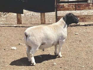 Merino sheep and Dorper sheep / +27613516738