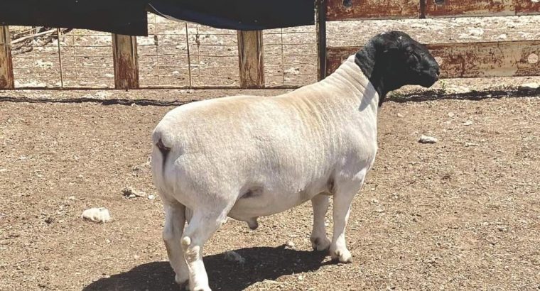 Merino sheep and Dorper sheep / +27613516738
