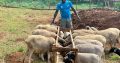 Merino sheep and Dorper sheep / +27613516738