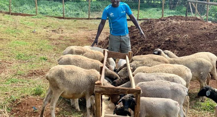 Merino sheep and Dorper sheep / +27613516738
