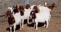 Boer goats for sale