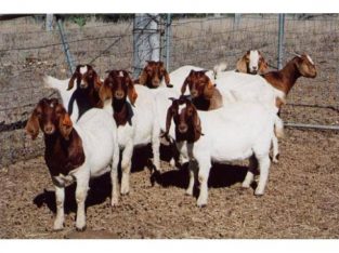 Boer goats for sale