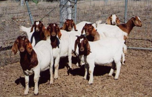 Boer goats for sale