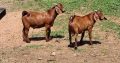 Boer and Kalahari Red Goats – Whatsapp +27652202658