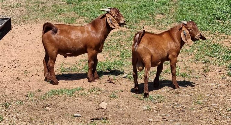 Boer and Kalahari Red Goats – Whatsapp +27652202658