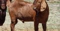 Boer and Kalahari Red Goats – Whatsapp +27652202658
