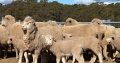 Merino sheep and Dorper sheep / +27613516738