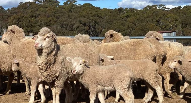 Merino sheep and Dorper sheep / +27613516738