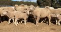 Merino sheep and Dorper sheep / +27613516738