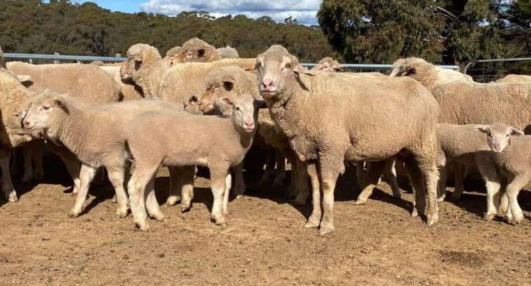 Merino sheep and Dorper sheep / +27613516738