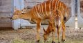 Nyala Ewes and Bulls for sale