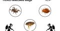 EVOPEST Pest Control Services