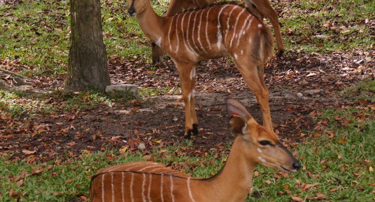 Nyala Ewes and Bulls for sale