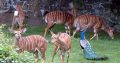 Nyala Ewes and Bulls for sale