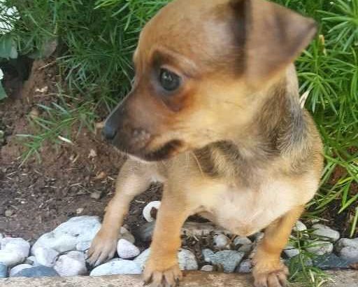 Chiweenie puppies very tiny