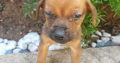 Chiweenie puppies very tiny