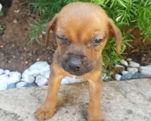 Chiweenie puppies very tiny