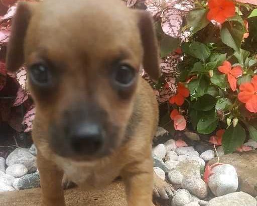 Chiweenie puppies very tiny