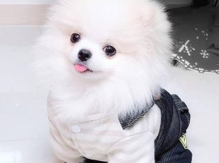 Toy pom puppies, 8 weeks old and available to approved homes on