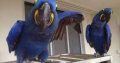 Hyacinth macaw parrots